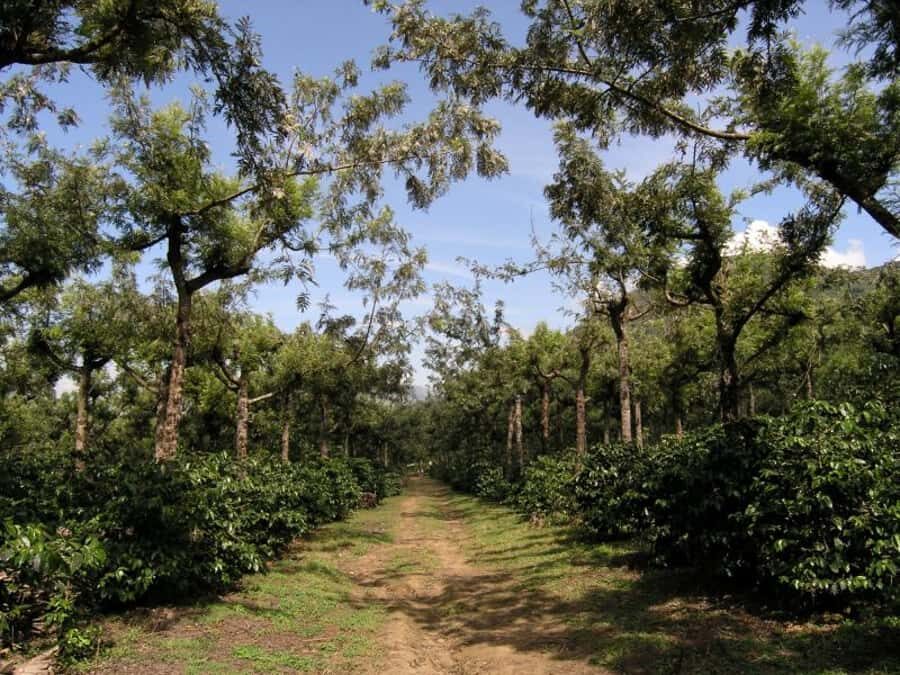 Antigua Sip 'n Cycle Half-Day Bike Ride and Coffee Tour - From Antigua to Finca Azotea: Easy Cycling With a Purpose