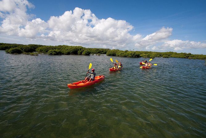 Antigua Zipline & Kayaking Combo From St. John's - A Full Day of Two Ecosystems: Rainforest Zip Lines to Marine Park Kayaks