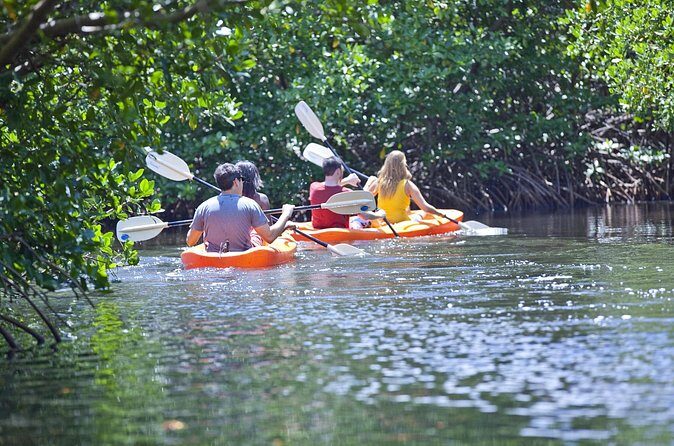 Antigua Zipline & Kayaking Combo From St. John's - Eco-Kayaking in Mangroves: Quiet Paddling With a Guide Pointing Out Life