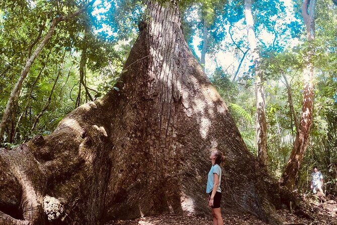 Basic Tour to Tikal Includes Transportation and Guide Service - Temple V and back to the Visitor Center: finishing strong