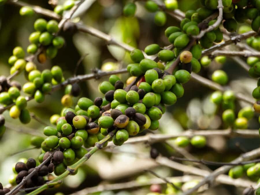 Coffee Tour in Antigua Guatemala - A Morning Start on Antigua’s Ruta del Café