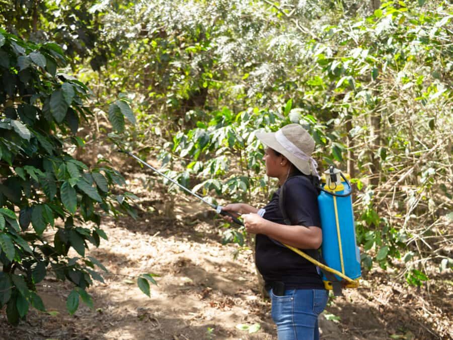 Coffee Tour in Antigua Guatemala - Ciudad Vieja Time: Your Guided Context Before the Fields