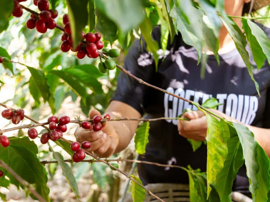 Coffee Tour in Antigua Guatemala - Planting to Processing: What the Stages Really Teach You