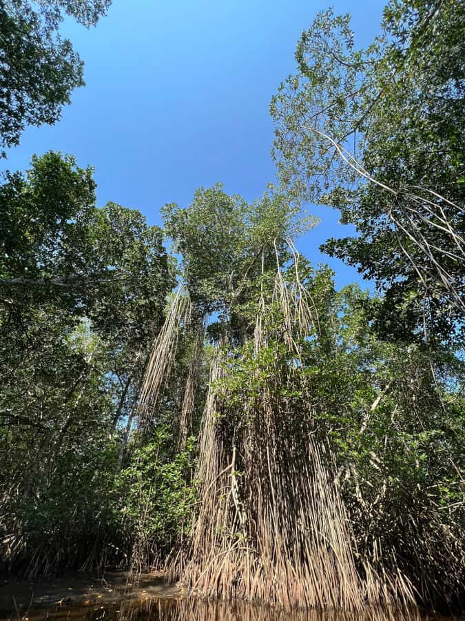 El Paredón: Mangrove Boat Tour with Optional Fishing - Key things to know before you go