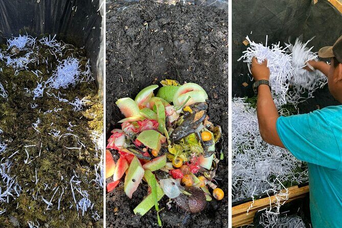 Experience: Organic Coffee, Avocados, Honey & More! - Bees, honey, and the farm’s pollinator tech