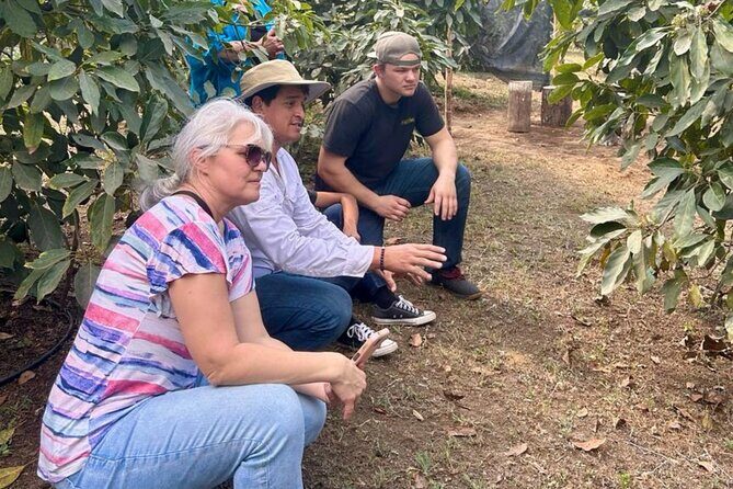 Experience: Organic Coffee, Avocados, Honey & More! - Price and value: what $59 buys you at Little Green Farm GT