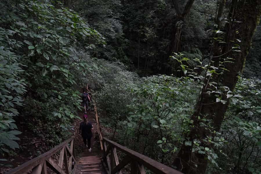 From Antigua Guatemala: Birdwatching and Scenic Hiking Tour - The climb through pine-oak forest: why elevation changes your sightings