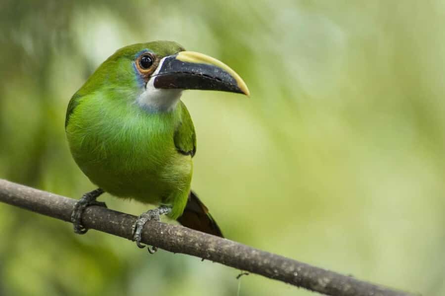 From Antigua Guatemala: Birdwatching and Scenic Hiking Tour - Price and value: is $95 reasonable for this outing?