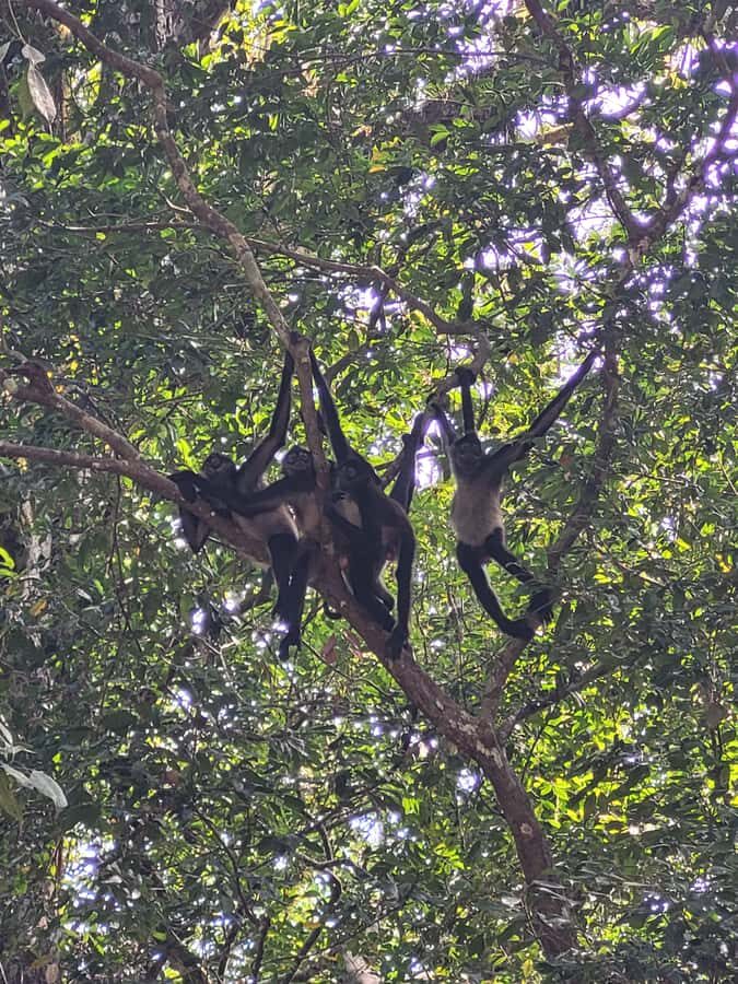 From Flores: Tikal VIP Exclusive cultural Tour All inclusive - Temples and climbing: what to expect from the most iconic areas