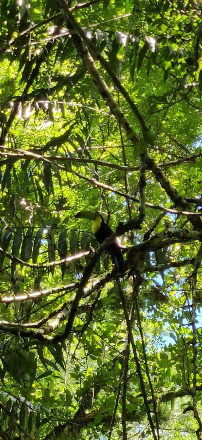 From Flores: Tour Tikal All Inclusive - The big idea: Tikal without the hassle, plus a real guide