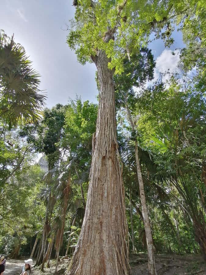 Impressive Tikal from Flores with Lunch - Lunch inside the flow: refuel and keep your energy