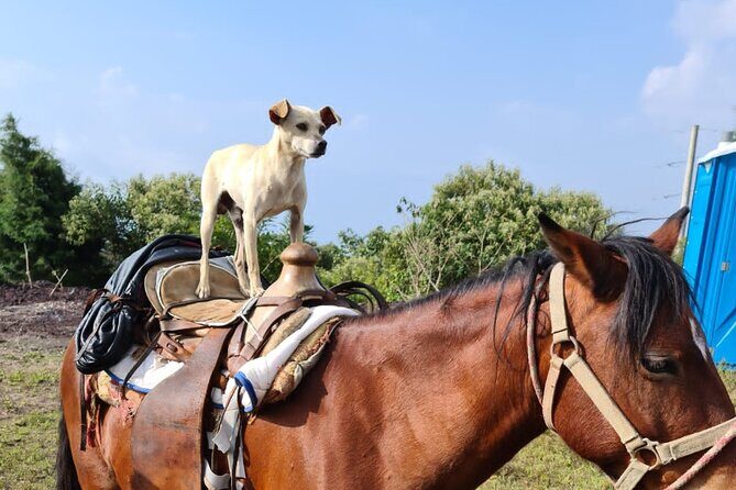 Pacaya Volcano Luxury Sunset Horseback Riding Tour/ Dinner Cooked by-Lava Chef - The lava chef picnic: pizza, marshmallows, and wine service