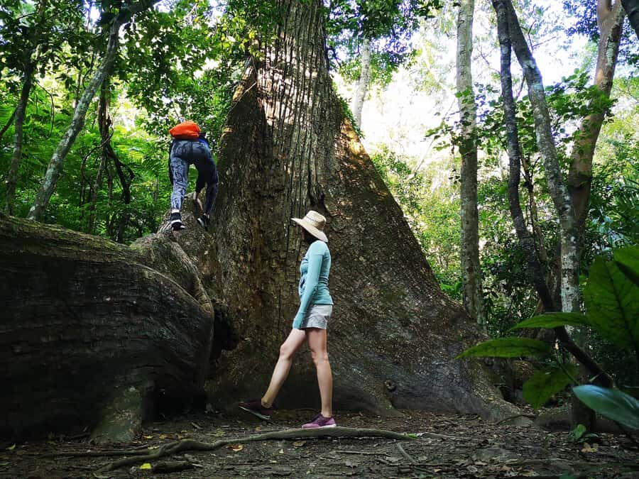 Tikal Sunrise, Archeological focus and Wildlife Spotting - Why This Tikal Sunrise Walk Feels Worth It