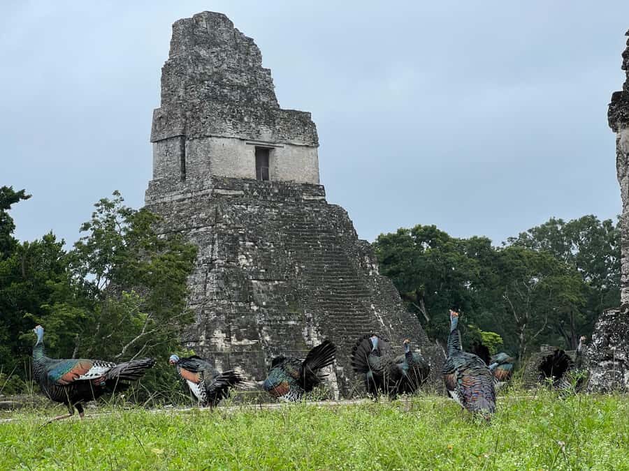 Tikal Sunset, Archeological focus and Wildlife Spotting - Temple V: the North-facing temple that breaks the pattern