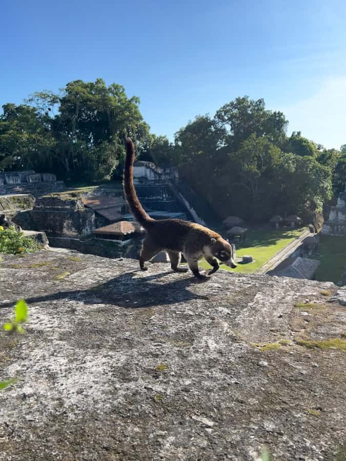 Tikal Sunset, Archeological focus and Wildlife Spotting - Wildlife spotting: when nature trails beat a straight-line march