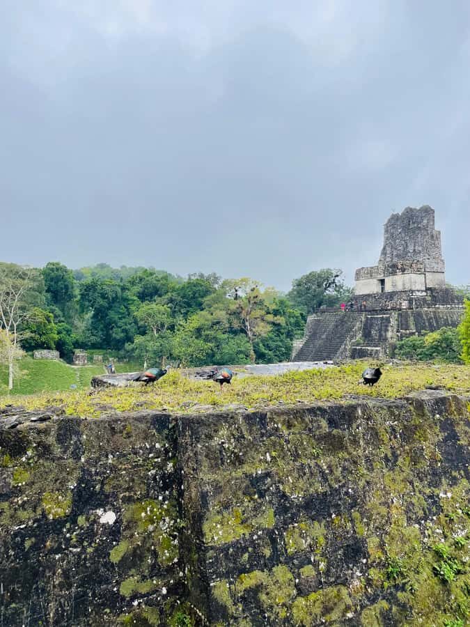 Tikal Sunset Experience: Archaeological Tour + Sunset Views - Sunset at the temples: why this tour’s timing works