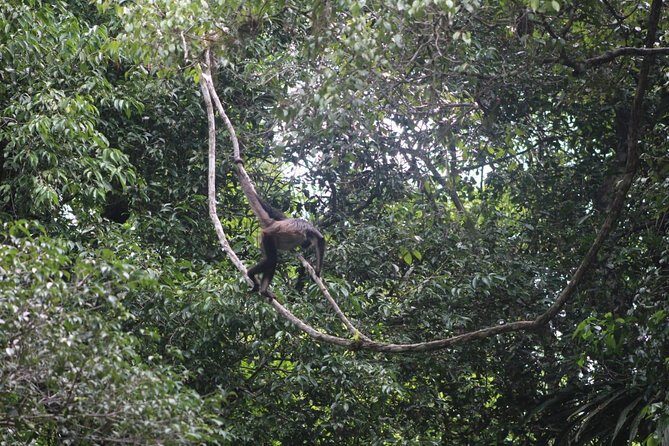 Tikal Tour From Flores, airport and Tikal hotels in Guatemala - Should you book: who this tour fits best