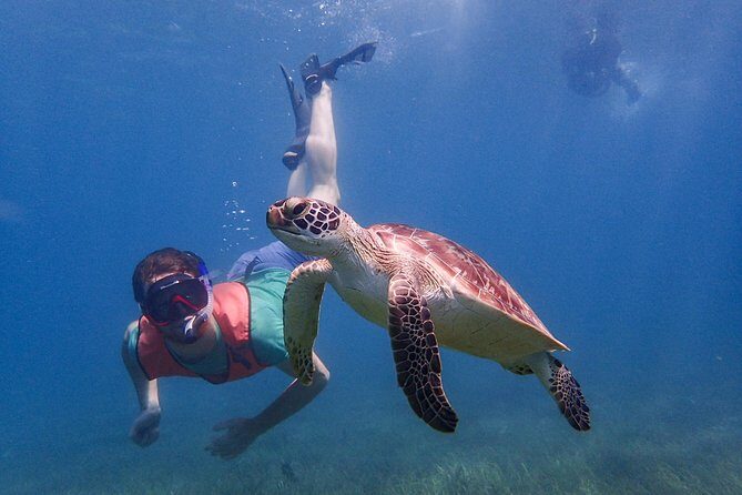 Under the Sea snorkeling(Stingray/Kayak/ Power Snorkel available) - Choosing the snorkeling area: Cades Bay, Long Bay, or English Harbour