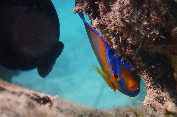 Under the Sea snorkeling(Stingray/Kayak/ Power Snorkel available) - Logistics you should plan for: pickup, gear, and time on the water