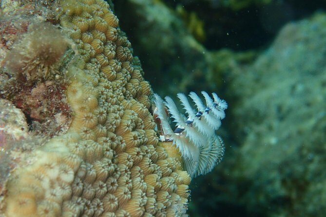 Under the Sea snorkeling(Stingray/Kayak/ Power Snorkel available) - Optional island snorkeling: Great Bird Island and Green Island add-ons
