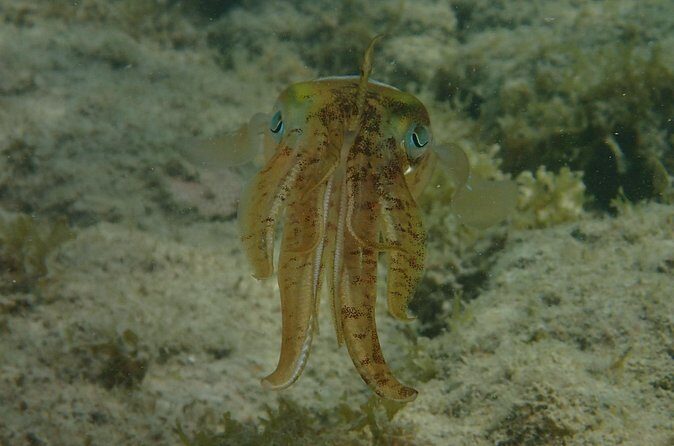 Under the Sea snorkeling(Stingray/Kayak/ Power Snorkel available) - What a good snorkeling day looks like with this tour