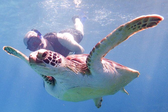 Under the Sea snorkeling(Stingray/Kayak/ Power Snorkel available) - Cades Bay Reef wildlife: stingrays, turtles, conch, and Caribbean rock lobster